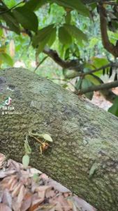 โกโก้แมส (Cocoa Mass) 100% Homemade - กรุณาศึกษารายละเอียดก่อนทำการสั่งซื้อด้วยนะคะ