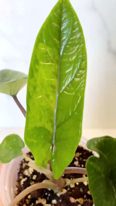 Alocasia Scalprum Aurea Variegatedลุ้นด่างเหลือง ขายแบบไข่เพาะชำส่งชำในถ้วยอบอย่างดีไม้แรร์ไอเทมหายากน่าสะสม