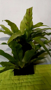 FERN Birds Nest live plant 2 pcs in 1