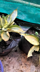 Tanaman hias sansiveralidah mertua mini