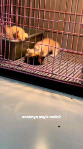 ALAS KANDANG UKURAN 30X30 || ALAS KANDANG KUCING - HAMSTER - ANJING - KELINCI