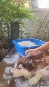 แชมพูสุนัข bright dog