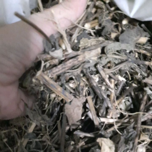 พันงูเขียวตากแห้ง