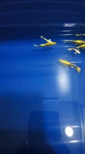 🔥SETIA SIGNATURE🔥 24k RIBBON Full Gold Butterfly LONG Ear 🇻🇳 Guppy Fish Pair (PREMIUM TOP GRADE)