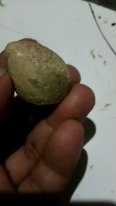 Batu Alam Kijing Bungkem Asli Orijinal