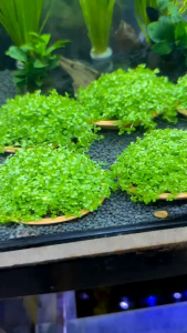 ไม้น้ำ ไม้หน้าตู้ เพิลกลาส+หวีด สามารถปลูกลงดินได้เลย