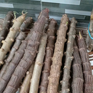 bibit singkong hibrida madu per 1 ikat