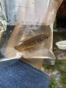 กัดป่าตัวเมียใต้ลูกผสมหม้อ