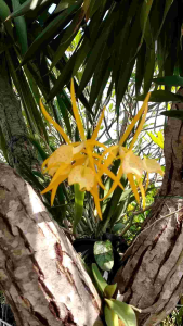 🚛 ส่งฟรี กล้วยไม้แคทลียาแคระสีเหลือง อัฟเดต 10.11.67 ไซส์ใหญ่ สีสวย ฟอร์มสวย ออกดอกดก จำนวน 4-6 ดอกต่อช่่อ ดอกบานนาน ดอกมีกลิ่นหอมม มีดอกตลอดปี รดน้ำวันละครั้ง ชอบร่มรำไร ไม่ชอบแดดจัด ตกแต่งบ้าน สวน ร้านค้า ของขวัญ ของฝาก 18+ ผู้ใหญ่ วัยทำงาน ทุกเพศ