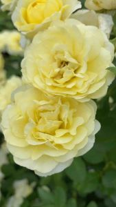 กุหลาบเหลืองเฉลิมพระเกียรติ กุหลาบพุ่มกลิ่นหอมดอกดกมาก