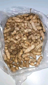 KACANG TANAH BASAH 1 KG SUPER TUA TUA FRESH