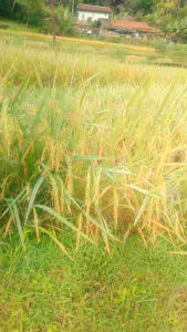 jual benih padi beras putih dilahan kering atau ladang produk berkualitas benih unggul masa panen 100 hari