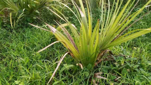 Bibit Pohon SIWALAN/LONTAR Anakan Sudah BerdaunLontar 1 Batang (Penghasil LegenToak Dan Buah Lontar)
