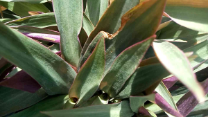 BOAT LILY LEAVES OR PLANT / BANGKA- BANGKA DAHON HERBAL TEA FOR BRONCHITIS/ COUGH