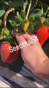 เมล็ดพันธุ์สตรอเบอรี่ยักษ์ 40-50 นำเข้า พันธุ์แท้ 100% ปลูกง่าย หวานอร่อย ลูกโต