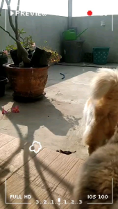 REMOV Dry Shampoo Kucing Anjing Kelinci Wangi Lavender 250ml Tanpa Bilas Melembutkan Bulu Grooming