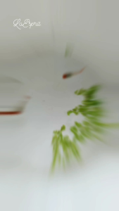 Lemna Minor - Duckweed Freshly Aqua Plant