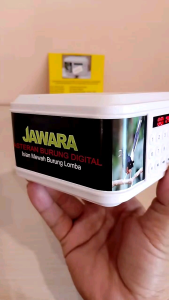 Masteran Burung Jawara MP3 Murai: Panduan Lengkap