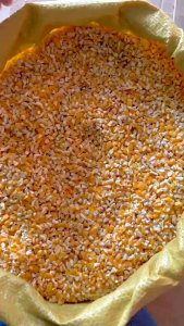 5kg Bắp Ngô làm thức ăn cho gà vịt chim