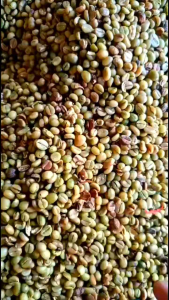 Biji kopi Robusta Murni Netto 1 kg