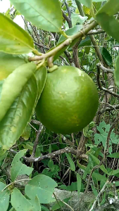 ต้นมะนาวพวงมณี ขนาด 30-50 ซม.กิ่งตอนให้ลูกดกทั้งปี