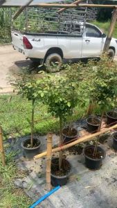 กุหลาบ-ทรีโรสพีชดาย Tree Rose Peach Dyed สีส้มพีชอมอมชมพู ดอกใหญ่ มีกลิ่นหอม