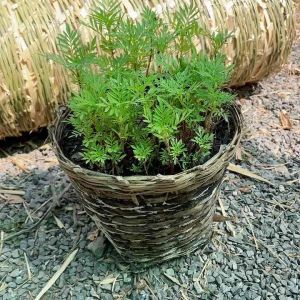 เข่งปลูกต้นไม้ขนาดเล็กสุดใส่ของได้3กิโล