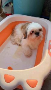 Collagen 2in1 Pet Shampoo & Conditioner: A Comprehensive Guide