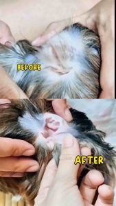 Collagen Pet Ear Grooming Powder