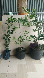 cây chúc ( cây chanh thái) đủ kích thước  to mạnh khoẻ hàng lựa nhanh trái