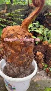 Cẩu tích trồng kiểng