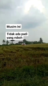 Benih bibit padi PAJERO TERBARU Karawang kemasan (1kg)