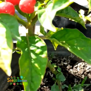 10 BUTIR BIJI/BENIH TANAMAN CABE HIAS RED FIRE (Bisa konsumsi)