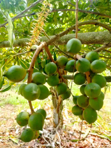 ต้นแมคคาเดเมียแบบเพาะเมล็ด พร้อมปลูก