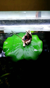[Chọn mẫu ] Tiểu Cảnh Ông Lão Già Câu Cá Trang Trí Hồ Cá Bể Cá Chậu Cây Tiểu Cảnh Terrarium.