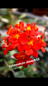 Anggrek Epidendrum Joseph Lii: Spesies Anggrek Unik & Koleksi Cantik Tanaman Hias