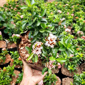 TANAMAN HIAS ASOKA JAMBON BUNGA PINK / BIBIT ASOKA JAMBON BUNGA PINK