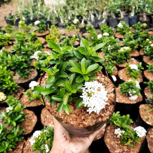 Tanaman Hias Asoka Jambon Bunga Putih: Pilihan Terbaik untuk Interior & Hiasan Rumah