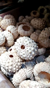 cangkang kerang ecer - cangkang landak laut ecer - kerang bulu babi satuan