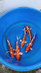 🇯🇵 Japan Kujaku · 35–37cm From Marudo Farm - RM980 per koi