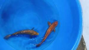 🇯🇵 Japan Yellow Monkey 26–28cm — Dainichi Farm   RM1180 per koi