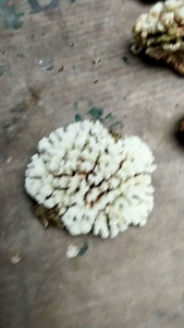 Hiasan Terumbu Karang Laut Aquarium Aquascape