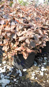 แดงชาลี กระถาง 11 นิ้ว ต้นสวยและแข็งแรง (กทม)