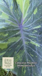 โคโลคาเซีย แรนโบว์ (Colocasia Rainbow )ไม้ฟอกอากาศ ไม้มงคล ไม้ประดับ ไม้แต่งสวน ราคาถูกสุดๆ ไม้ด่าง ไม้หายาก