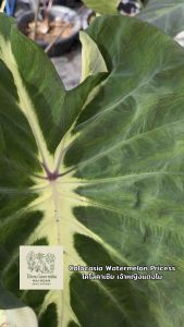 โคโลคาเซีย เจ้าหญิงแตงโม (Colocasia Watermelon Princesses )ไม้ฟอกอากาศ ไม้มงคล ไม้ประดับ ไม้แต่งสวน ราคาถูกสุดๆ ไม้ด่าง ไม้หายาก