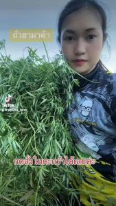 ถั่วฮามาต้า 1 กิโลกรัม พร้อมปลูกค่ะ