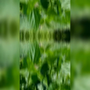 BENIH BUNCIS HIJAU (KEMASAN ORIGINAL)