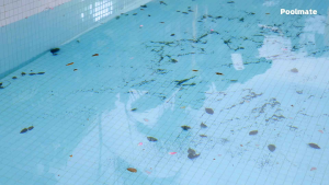 Chasing DTC Pro Robotic Pool cleaner