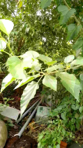 10 Lá Dâu Tằm Tươi Thức Ăn Cho Tép Cảnh Hút Chân Không( Vitamin - Khoáng Chắc )