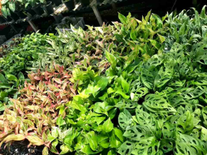 ต้นช้อนเงินช้อนทอง และไม้มงคลอื่นๆ